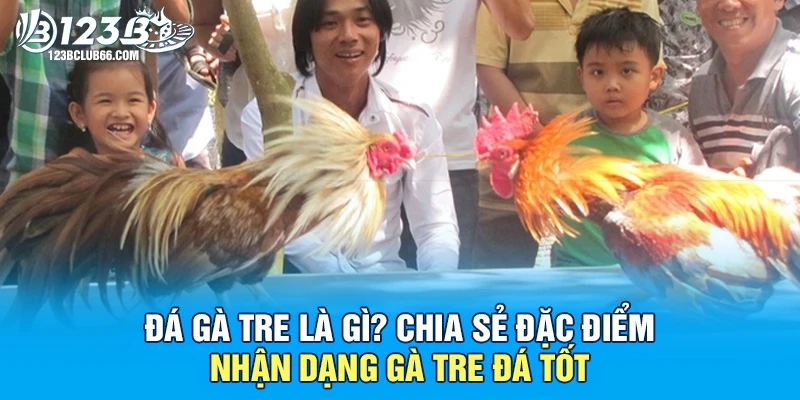 Đá Gà Tre Là Gì? Chia Sẻ Đặc Điểm Nhận Dạng Gà Tre Đá Tốt 1 Đá Gà Tre 123B
